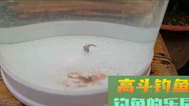 带钩调漂，为什么还要考虑钩重
