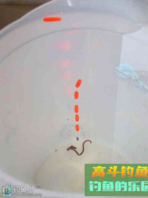 冬钓鲫鱼的星漂传统线组调漂技巧