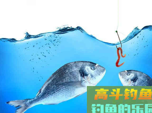 为什么你调钓之后钓不到鱼？老钓友教你如何判断