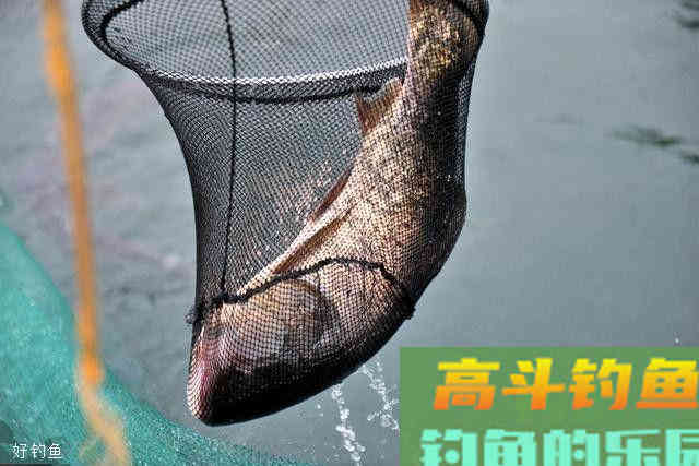 浮漂调灵调钝，影响上鱼率