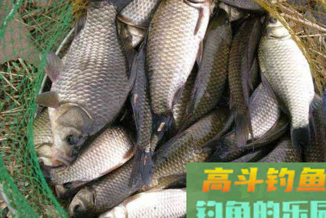 冬钓鱼情总是不尽人意？那是你不懂这调钓精髓