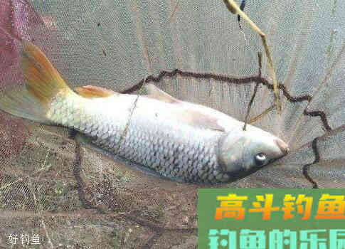 夏季野钓中带饵调漂的3个小技巧