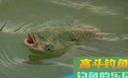 吃铅大的浮漂如何调，在钓顿情况下又如何调漂