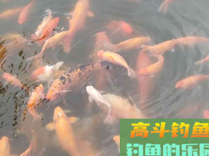 如何判断钓灵了还是钓顿了？