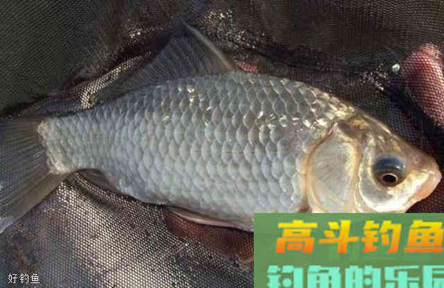 钓不到鱼？来看看这4个调漂技巧