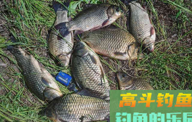 冬季鱼口轻，调钓宜钝不宜灵，原因就在这
