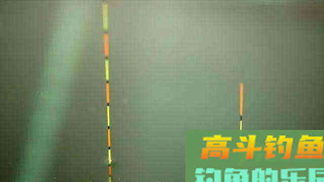 鱼口轻时不好钓？那也要看线组如何搭配，如何调漂