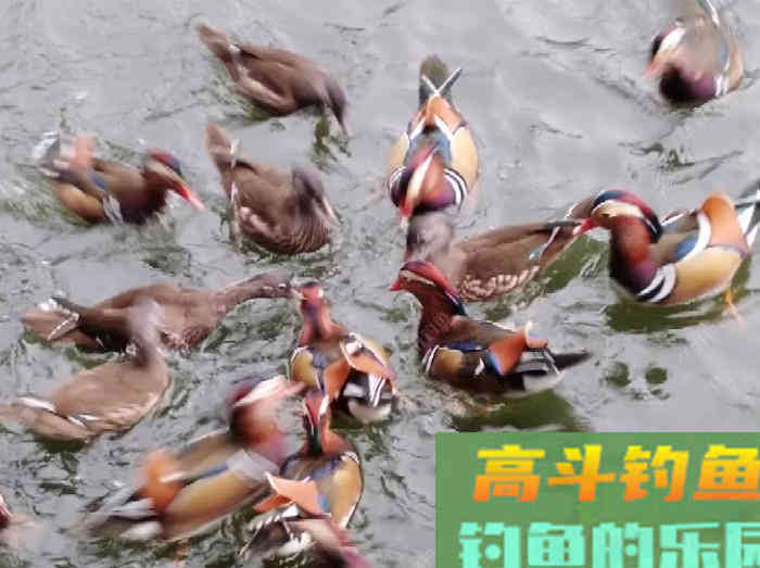 浮漂性能与调钓技巧，调好漂是爆护最关键一步