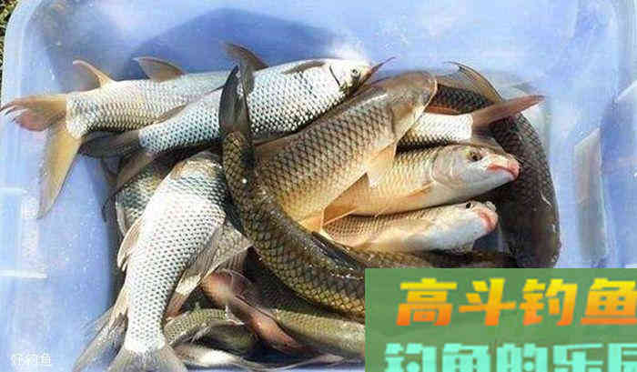 3年调漂5年找底，钓鱼这些年你掌握调漂找底了吗？