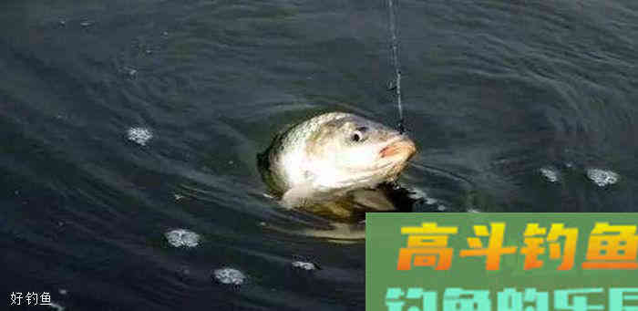 单饵必须压两目浮漂？这些误区不得不提