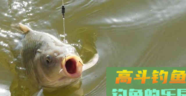 如何漂动提竿就中鱼？让浮漂节奏与吃口节奏一样