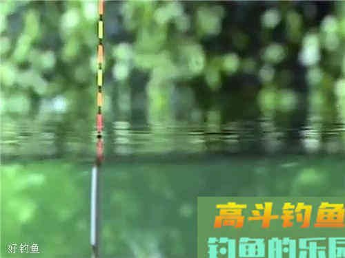 根据2种鱼情选择调灵、调顿的技巧