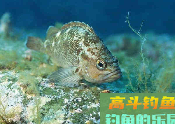 钓鱼调漂找底没有那么难
