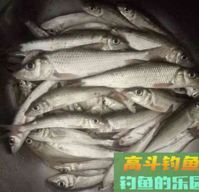 冬季钓小鱼，细钩细线细漂浮底钓法