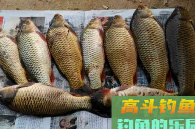 钓鲤鱼一直用的2个调漂套路，10年来一直用