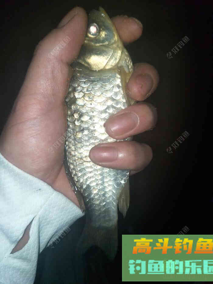 钓鱼小白调漂方法，请大师指正
