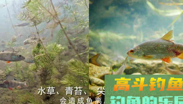 离底钓浮漂调钓之精髓，鱼情变化之反向验证手段