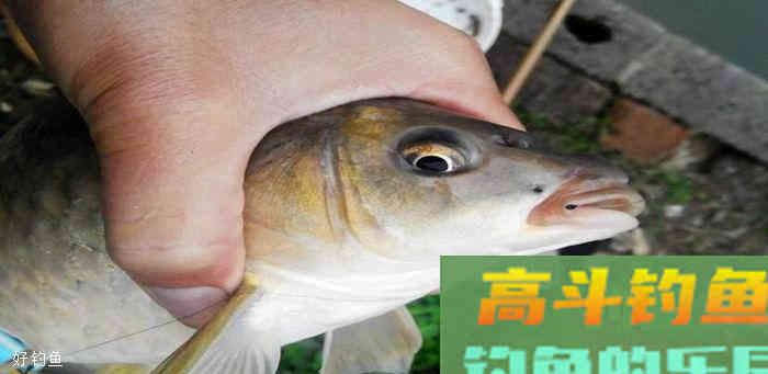 为什么看到了清晰准确的漂相却不上鱼？