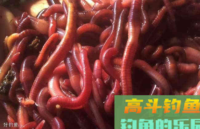 蚯蚓钓鱼怎么调漂？2个步骤简单易懂