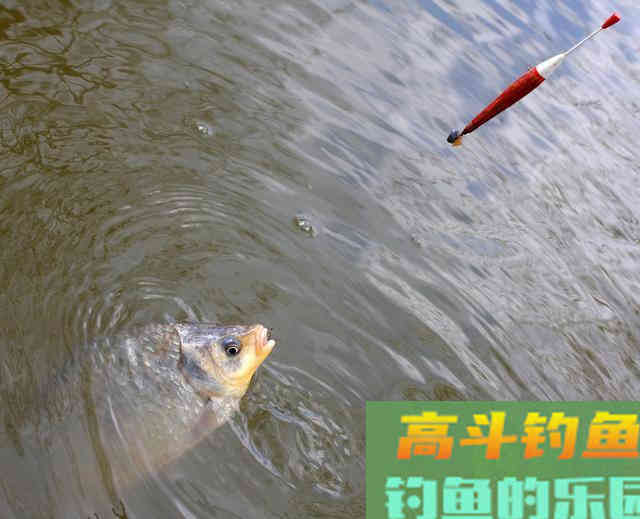 掌握浮漂调钓关键，应根据鱼情水情来改变