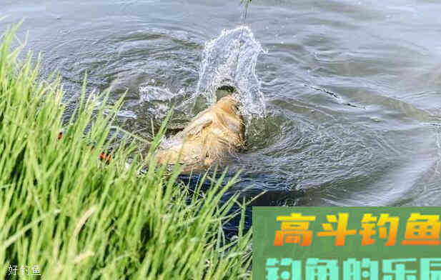 最简单的野钓调漂技巧，一理通百理明