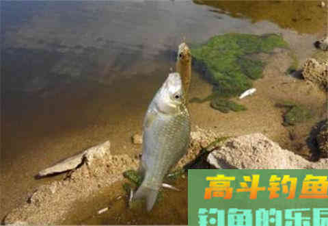 小崔解读：不同情况下调漂找底最佳方法