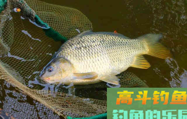 悬坠钓组如何调整灵顿，方法有很多种