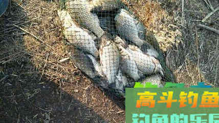 单钩带饵如何半水调漂