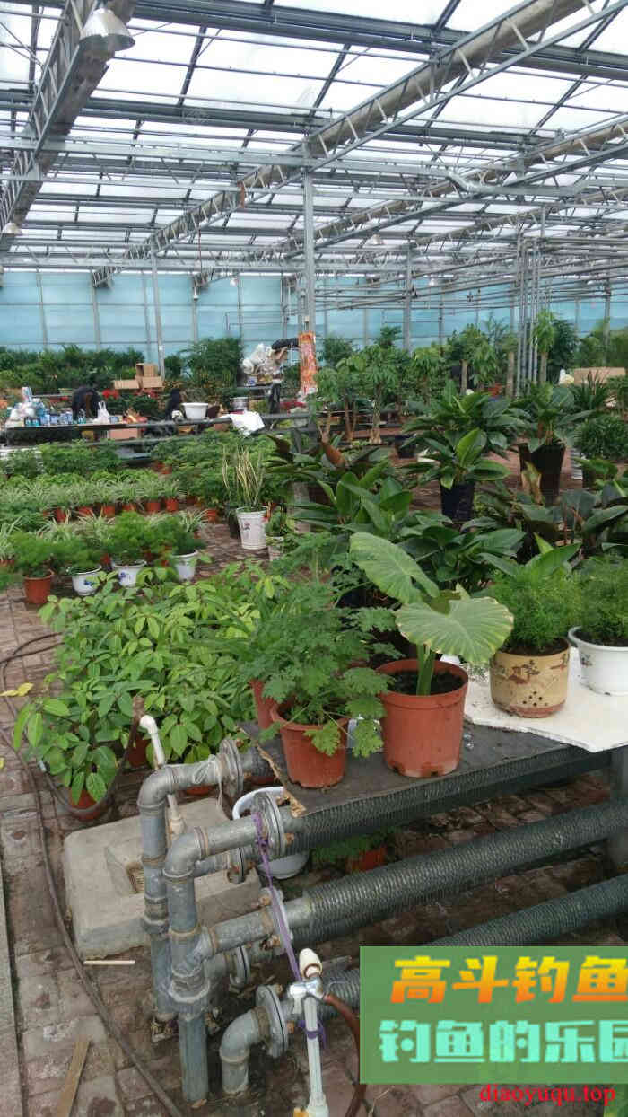 冬季黑坑钓鲤鱼的调漂方法