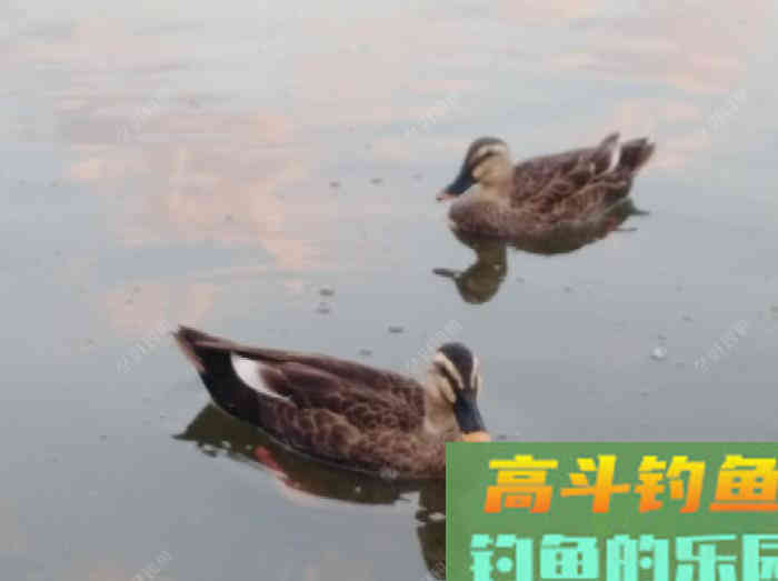 聊一聊钓鱼前的找底调漂操作