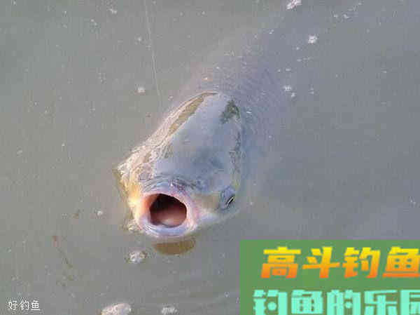 调漂技巧：什么时候调灵什么时候钓钝？