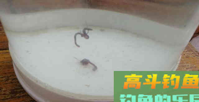 想知道钩饵在水底是什么状态吗