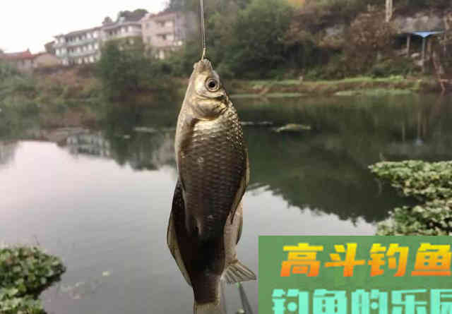 野钓如何调漂最灵敏？信号多只是假灵敏，命中率才对