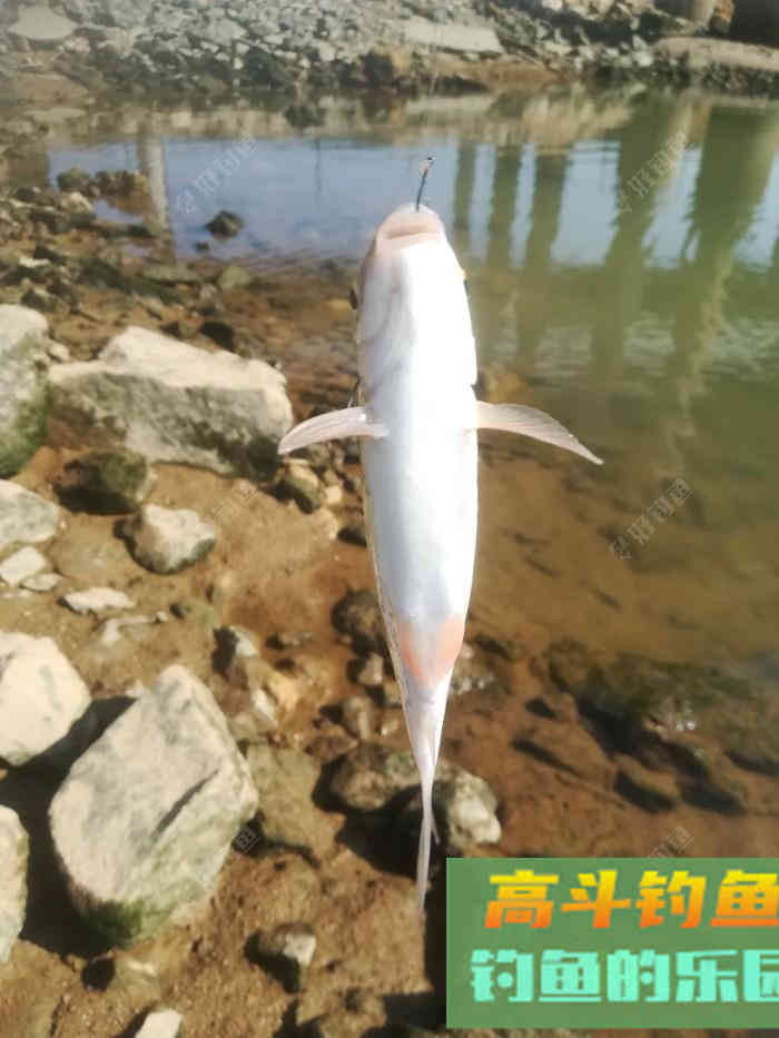 吃铅大的浮漂如何调，在钓顿情况下又如何调漂