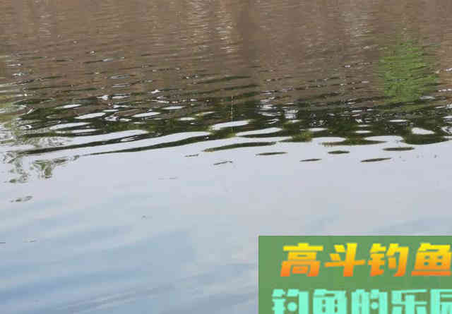 钓鱼调漂：带钩调和不带钩调有什么区别