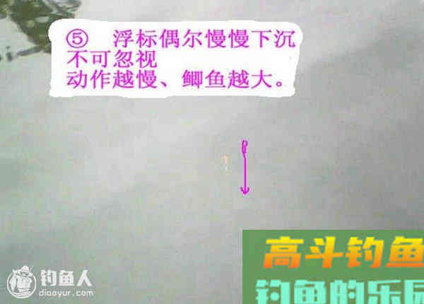 图解鲫鱼的常见咬钩信号漂像