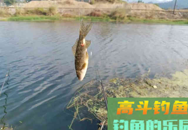 野钓如何调漂最灵敏？信号多只是假灵敏，命中率才对