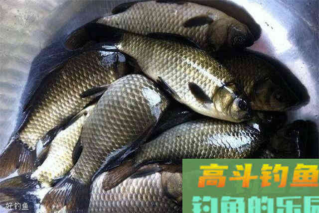 用调四钓二调漂时应注意的几个问题