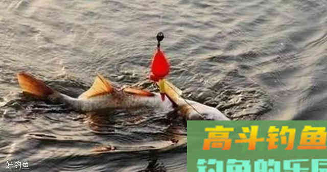 教你解读两个常见漂相，不打空竿