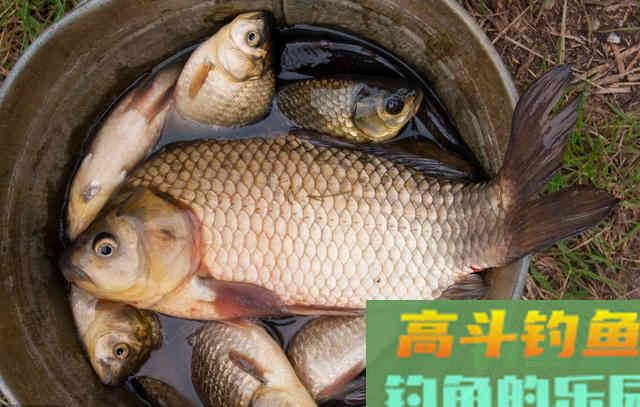 冬季鱼口轻，调钓宜钝不宜灵，原因就在这