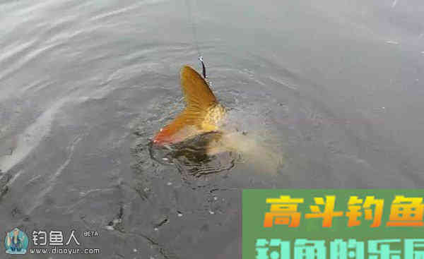 底钓调漂的四个应变技巧