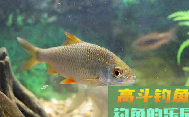 调好的目数，没钓一会就变了！什么原因