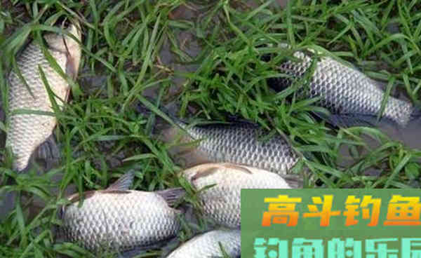 台钓用蚯蚓、红虫钓鱼，怎么调漂才好用呢？