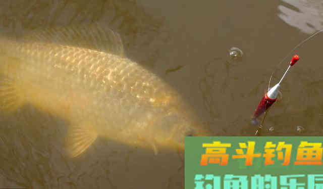 看漂像抓鱼口，懂这些漂像渔获先上升一半