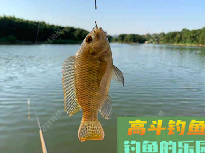 个人野钓调漂技巧，小豆哥的总结