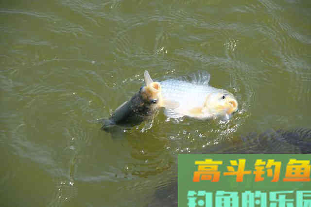 浮标调钓不是个公式，调几钓几也有所不同