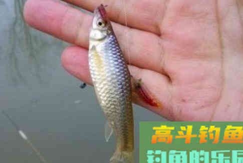 垂钓中，浮漂灵与钝的转化