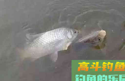 拉饵太轻不压漂，怎么调漂才能精准找底，且保底钩触底