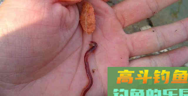 用蚯蚓等轻质饵料，调漂准确找到底的2个方法