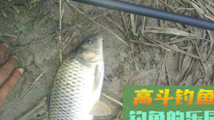 冬季黑坑钓鲤鱼的调漂方法